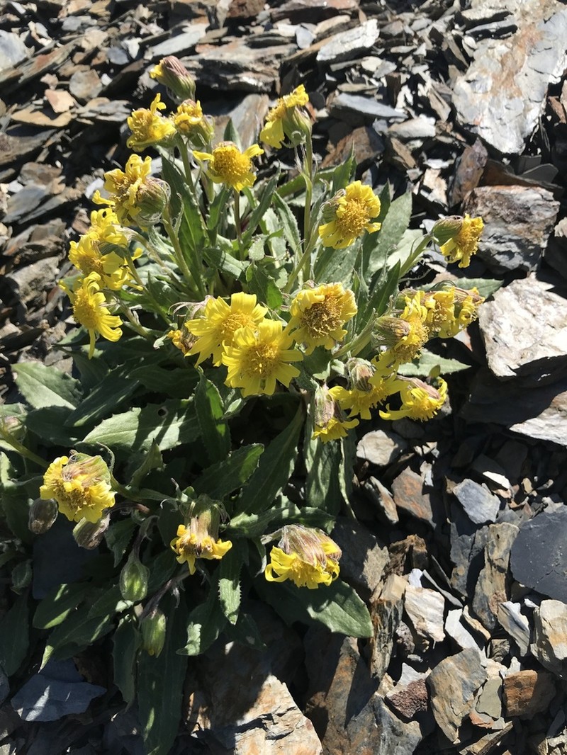 Olympic Mountain Ragwort photo 8