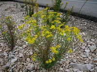 Senecio nevadensis