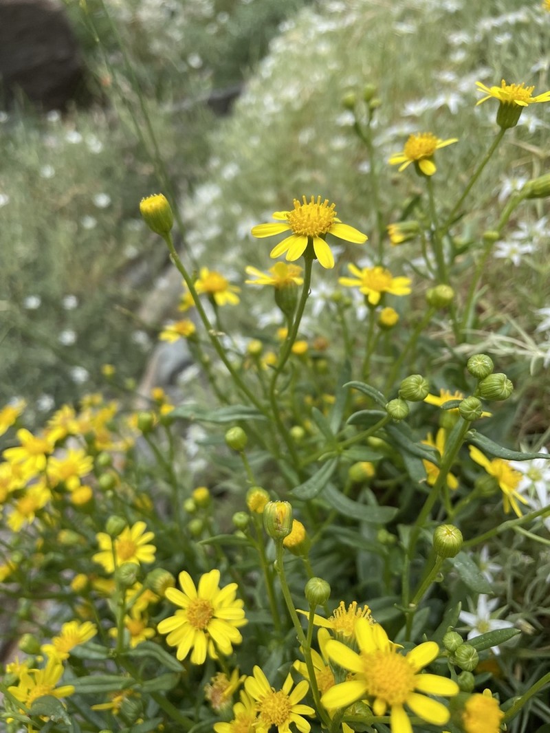 Senecio nevadensis photo 2