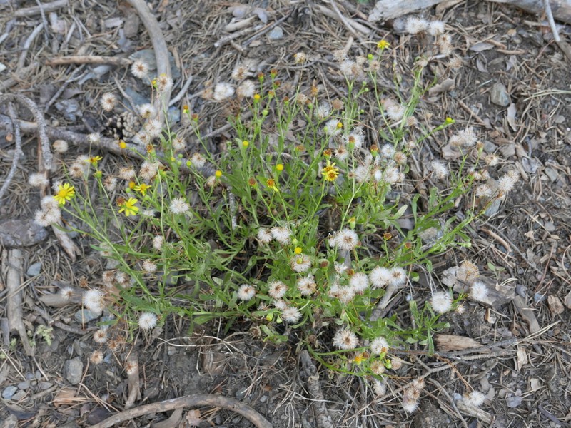 Senecio nevadensis photo 3