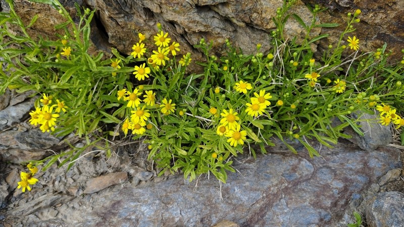 Senecio nevadensis photo 4