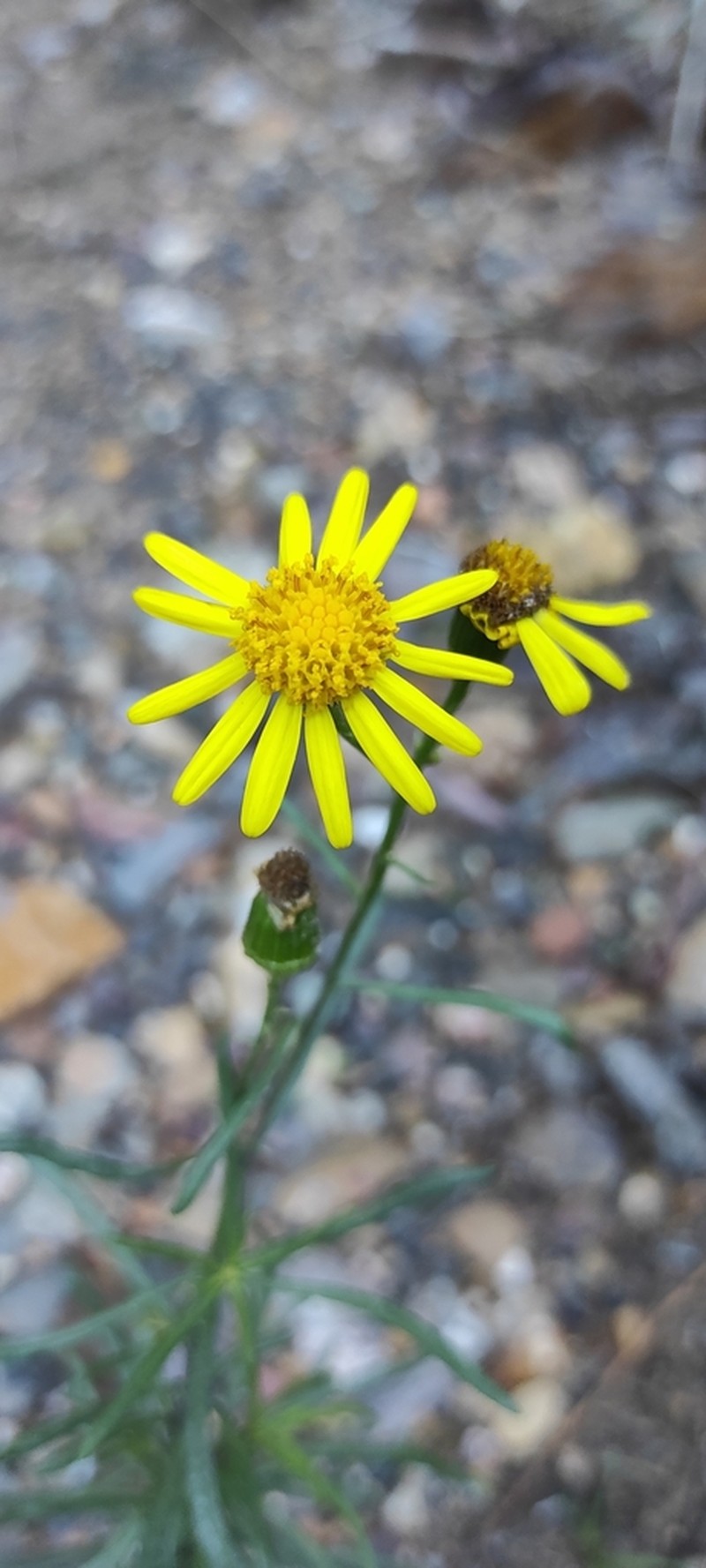 Senecio nevadensis photo 5