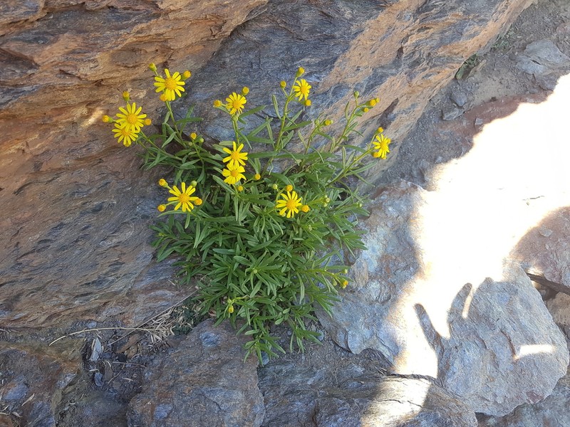 Senecio nevadensis photo 6
