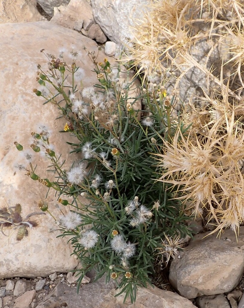 Senecio nevadensis photo 7
