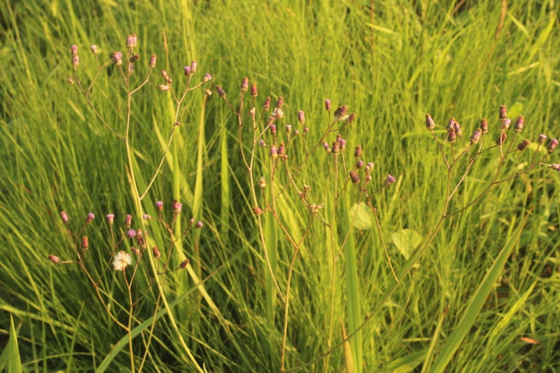 Senecio ngoyanus