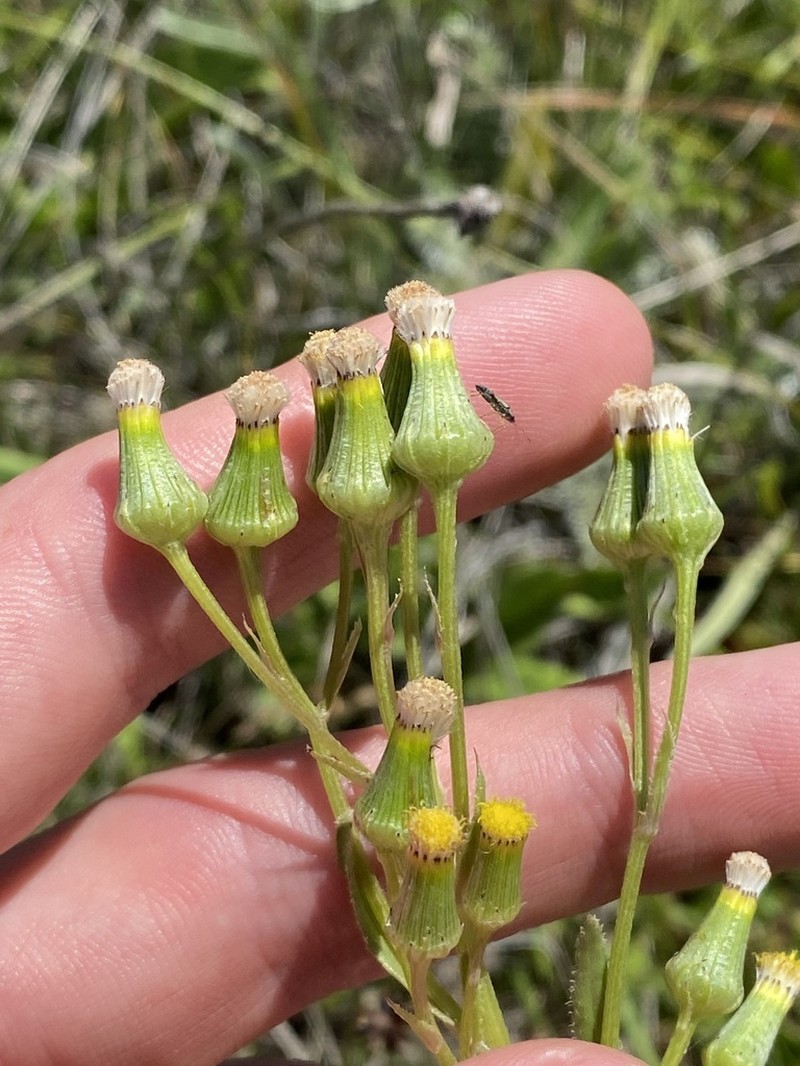 Senecio nigrapicus photo 2