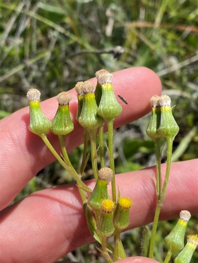 Senecio nigrapicus photo 3