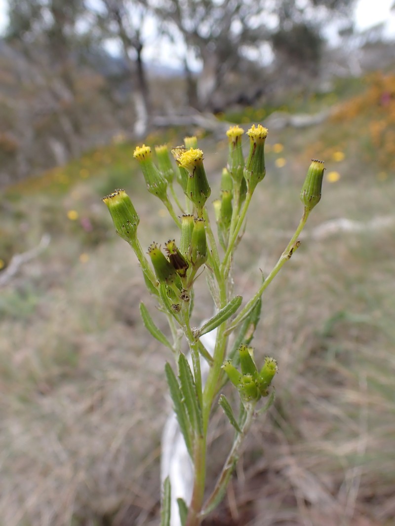Senecio nigrapicus photo 4