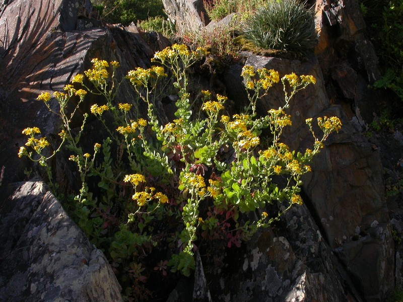 Senecio nigrescens