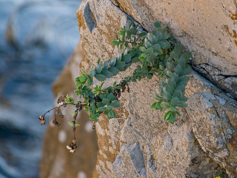 Senecio nigrescens photo 2
