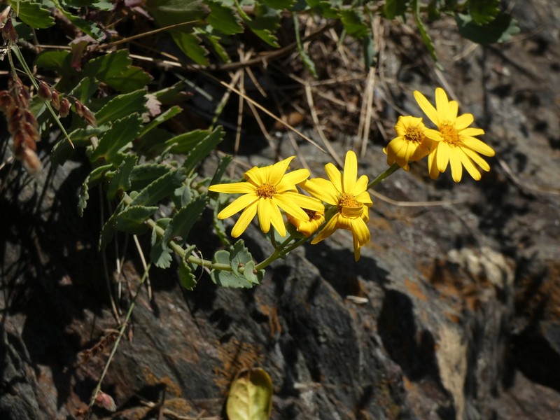 Senecio nigrescens photo 3