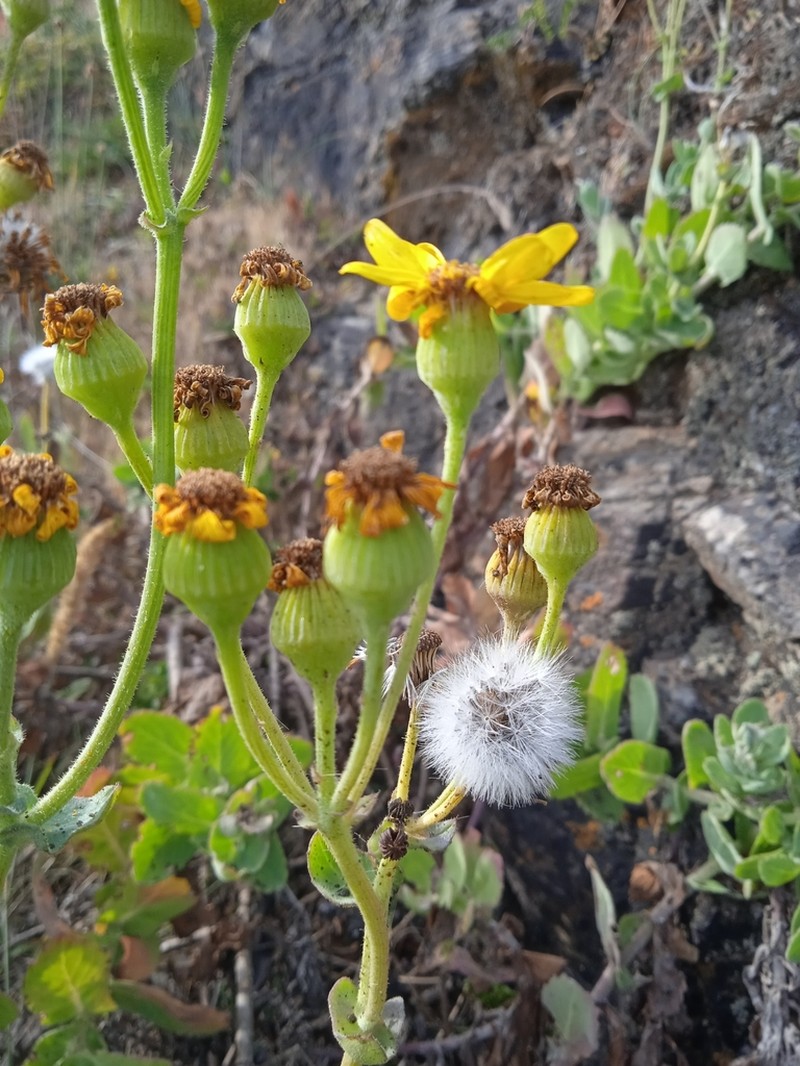 Senecio nigrescens photo 4