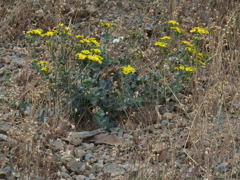 Senecio nigrescens photo 5