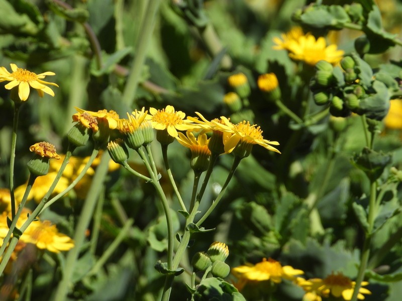 Senecio nigrescens photo 6