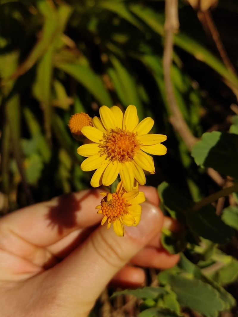 Senecio nigrescens photo 7