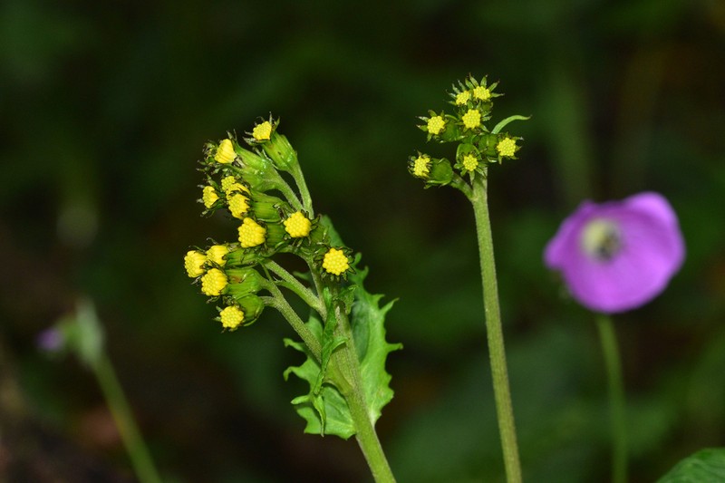 Senecio nigrocinctus