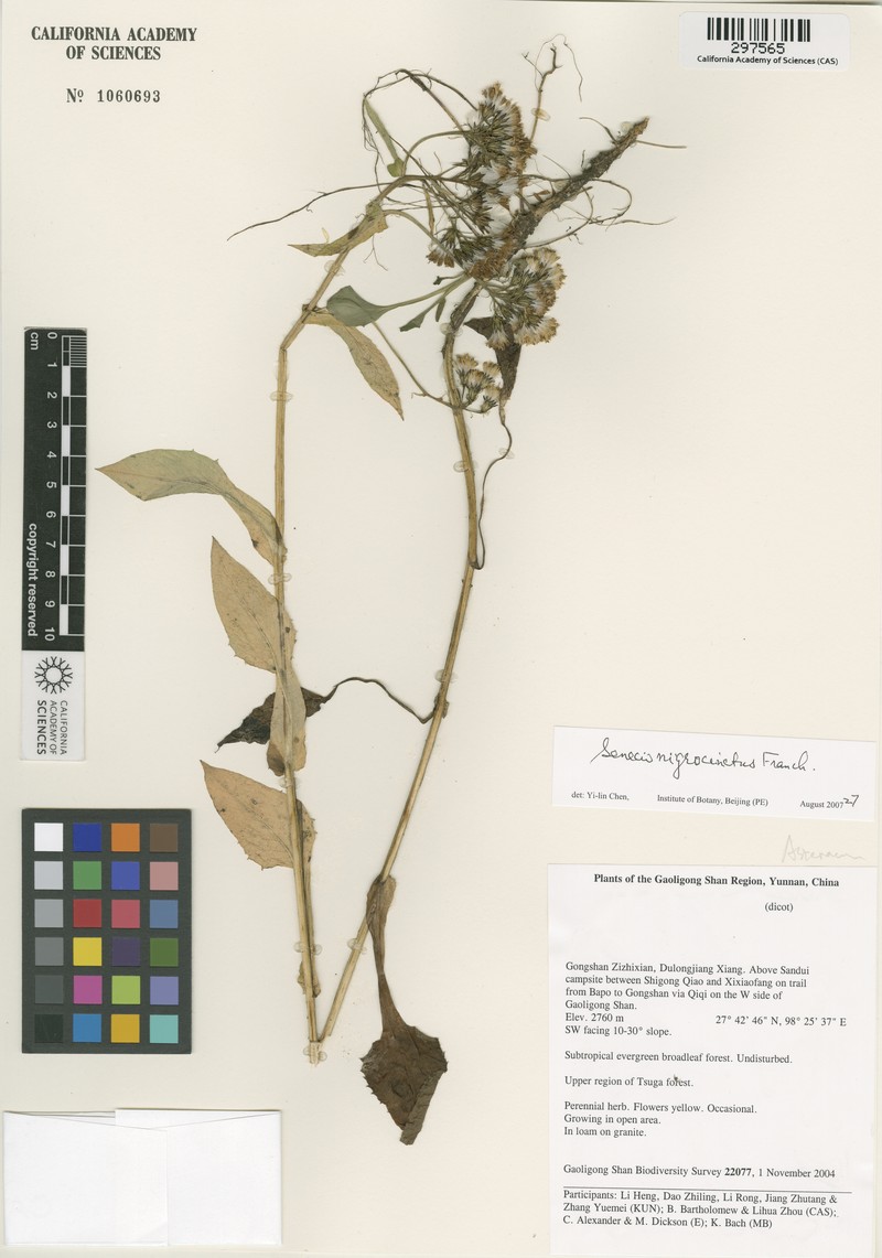 Senecio nigrocinctus photo 2