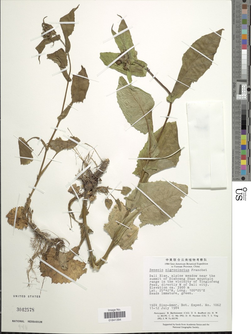 Senecio nigrocinctus photo 3