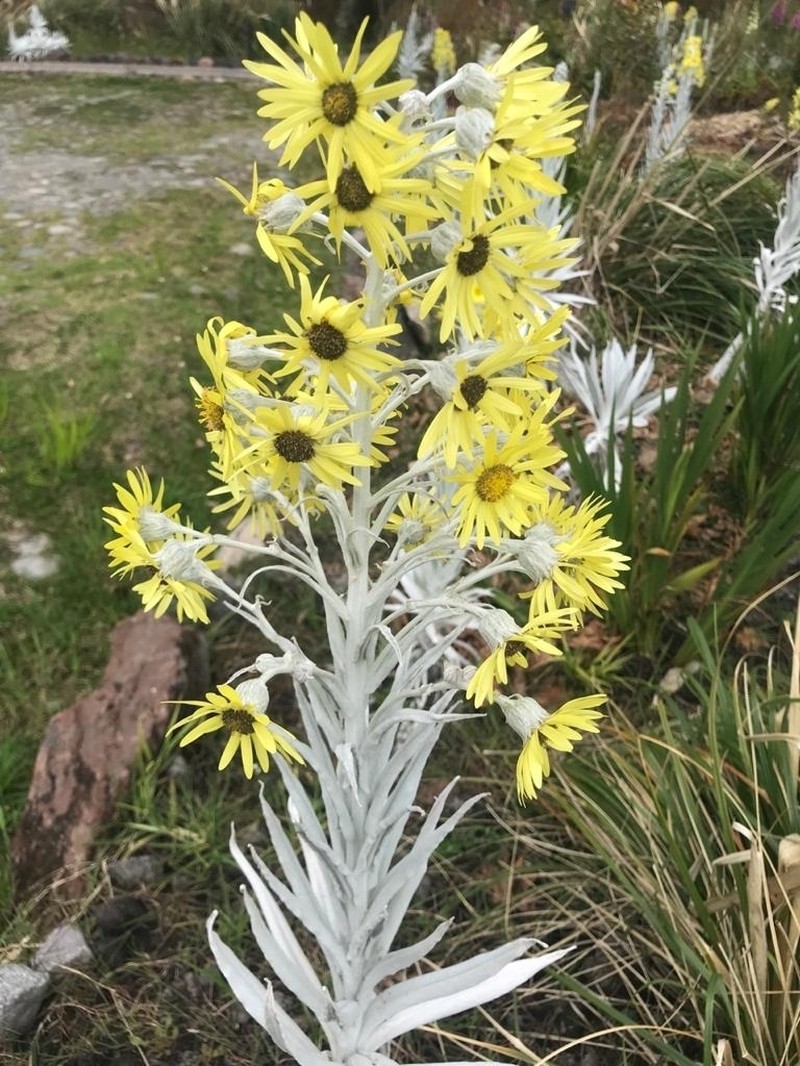 Senecio niveoaureus photo 2