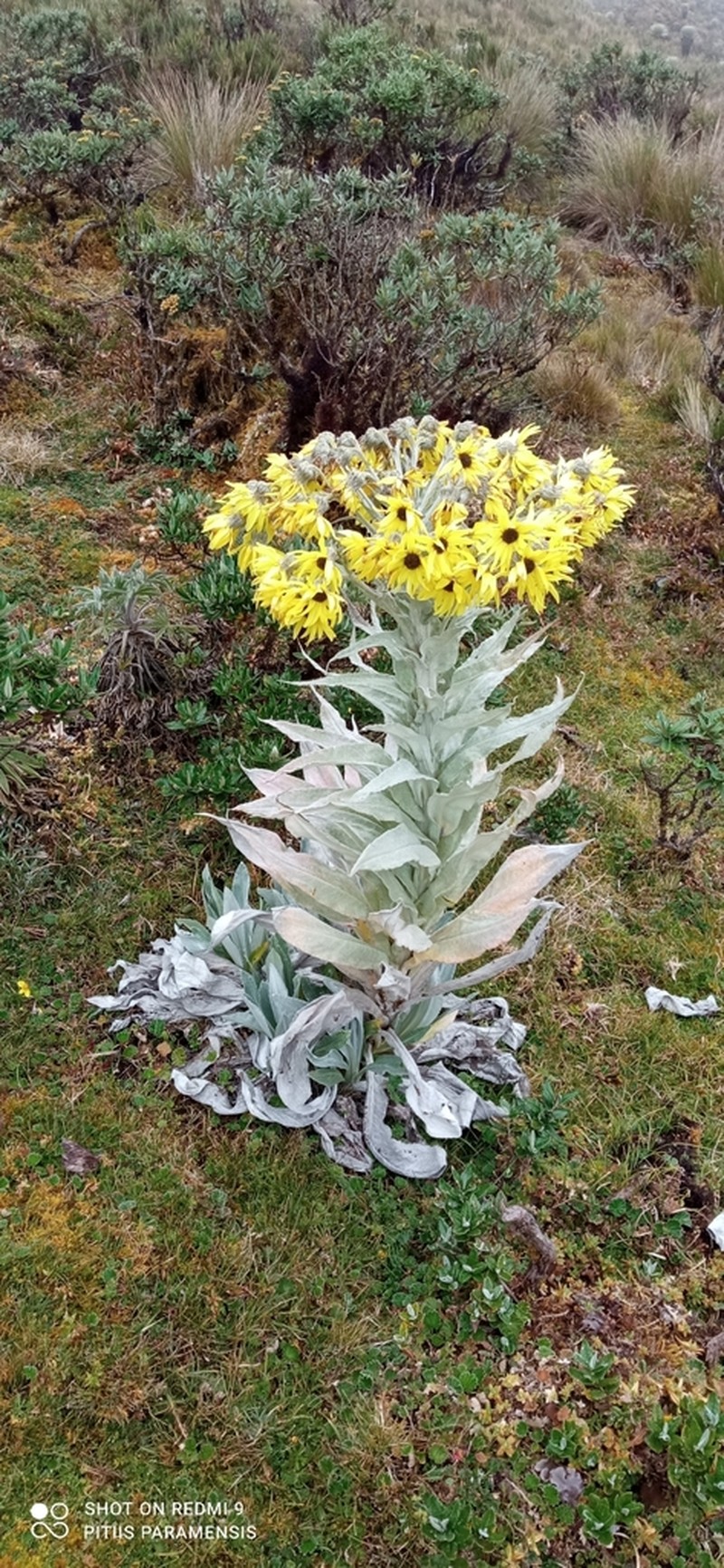Senecio niveoaureus photo 3