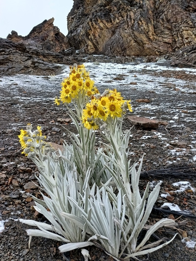 Senecio niveoaureus photo 4