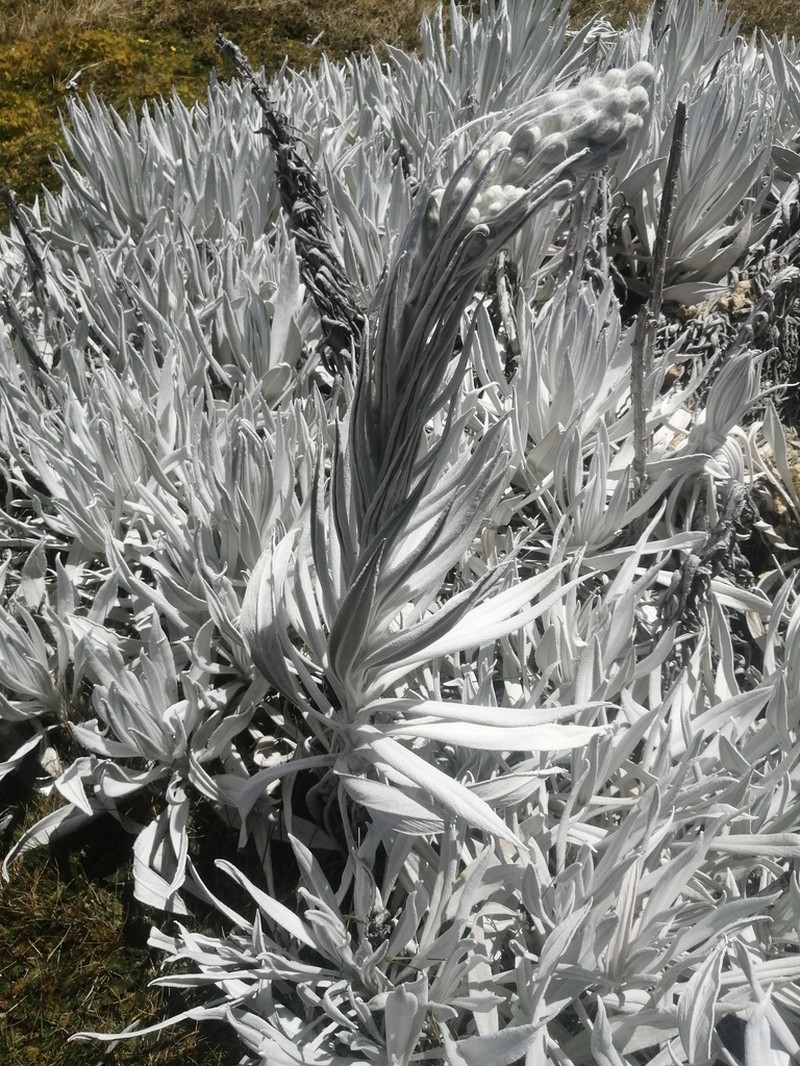Senecio niveoaureus photo 5