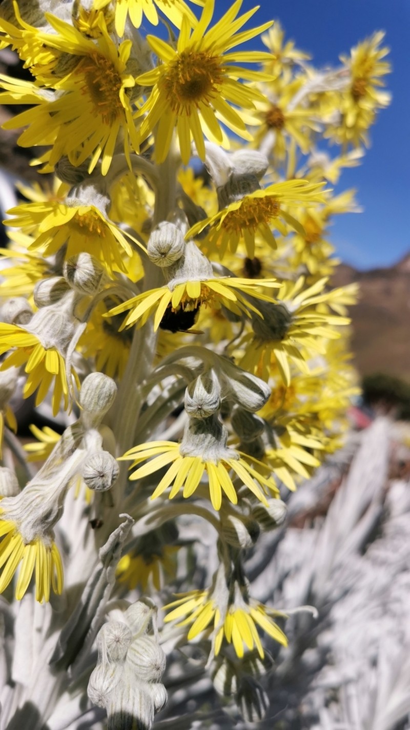 Senecio niveoaureus photo 6