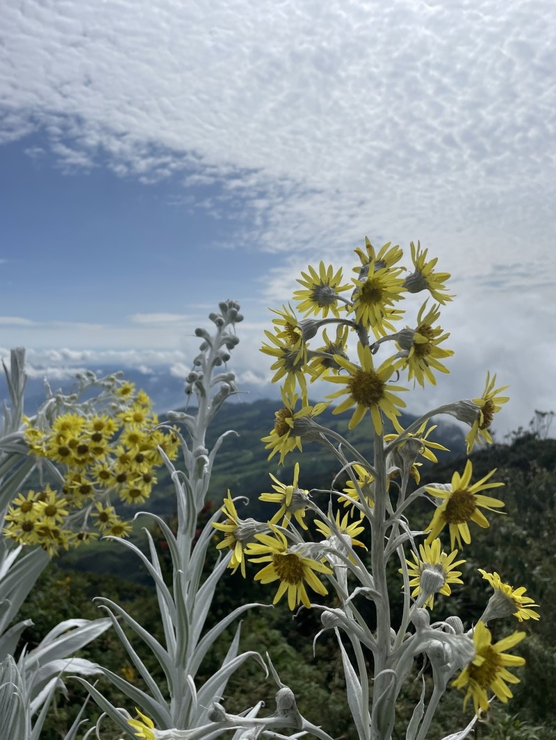 Senecio niveoaureus photo 8
