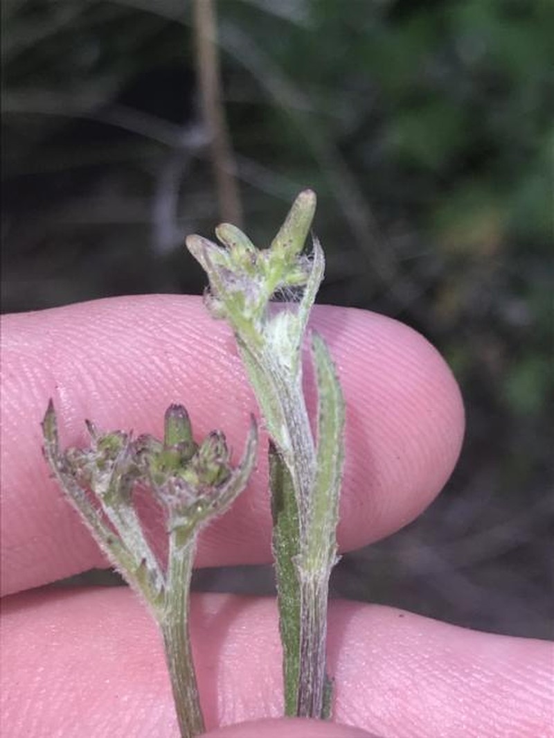 Senecio niveoplanus
