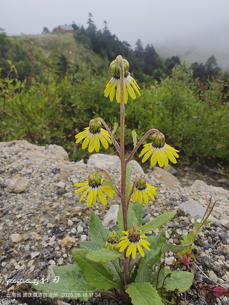 Senecio nodiflorus