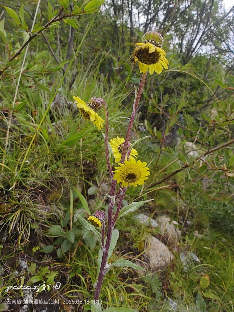 Senecio nodiflorus photo 2