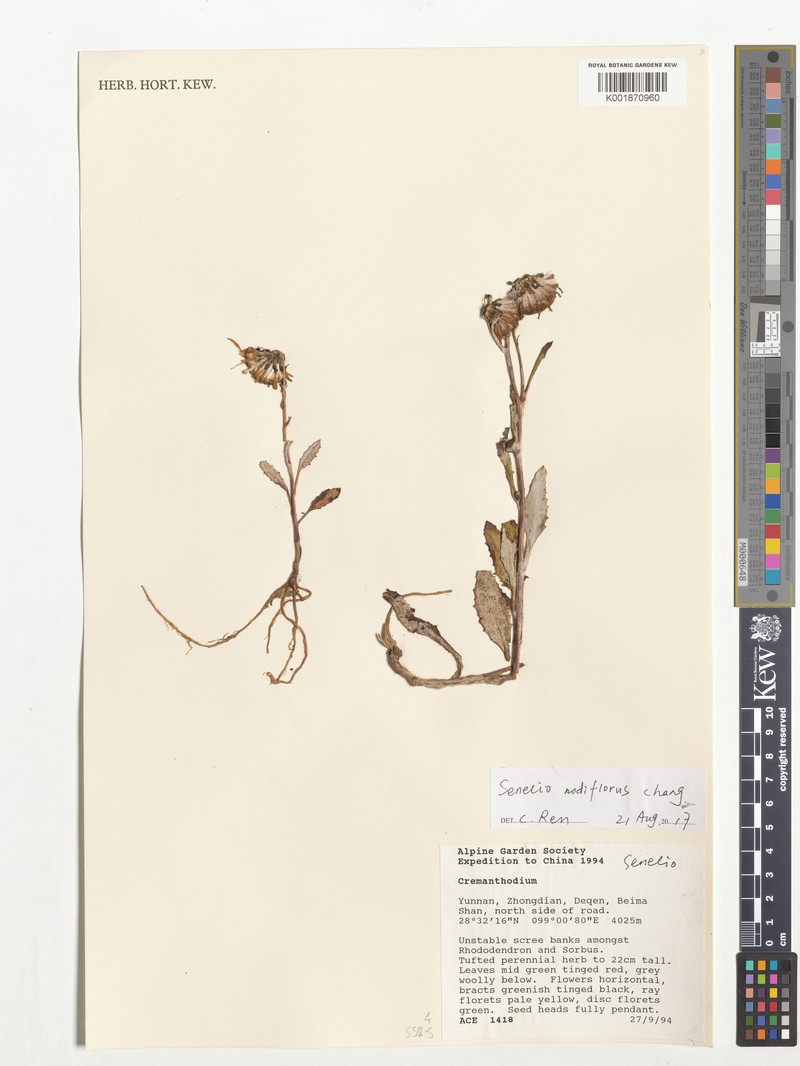 Senecio nodiflorus photo 3