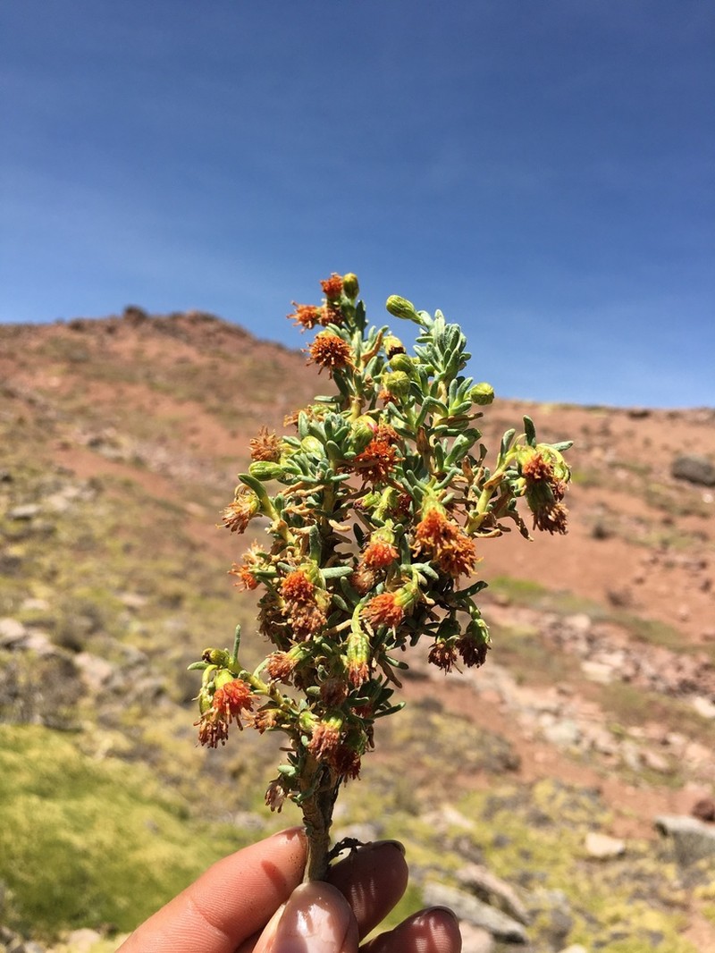Senecio nutans