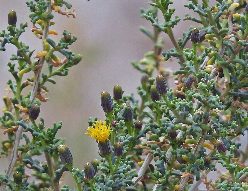 Senecio nutans photo 2