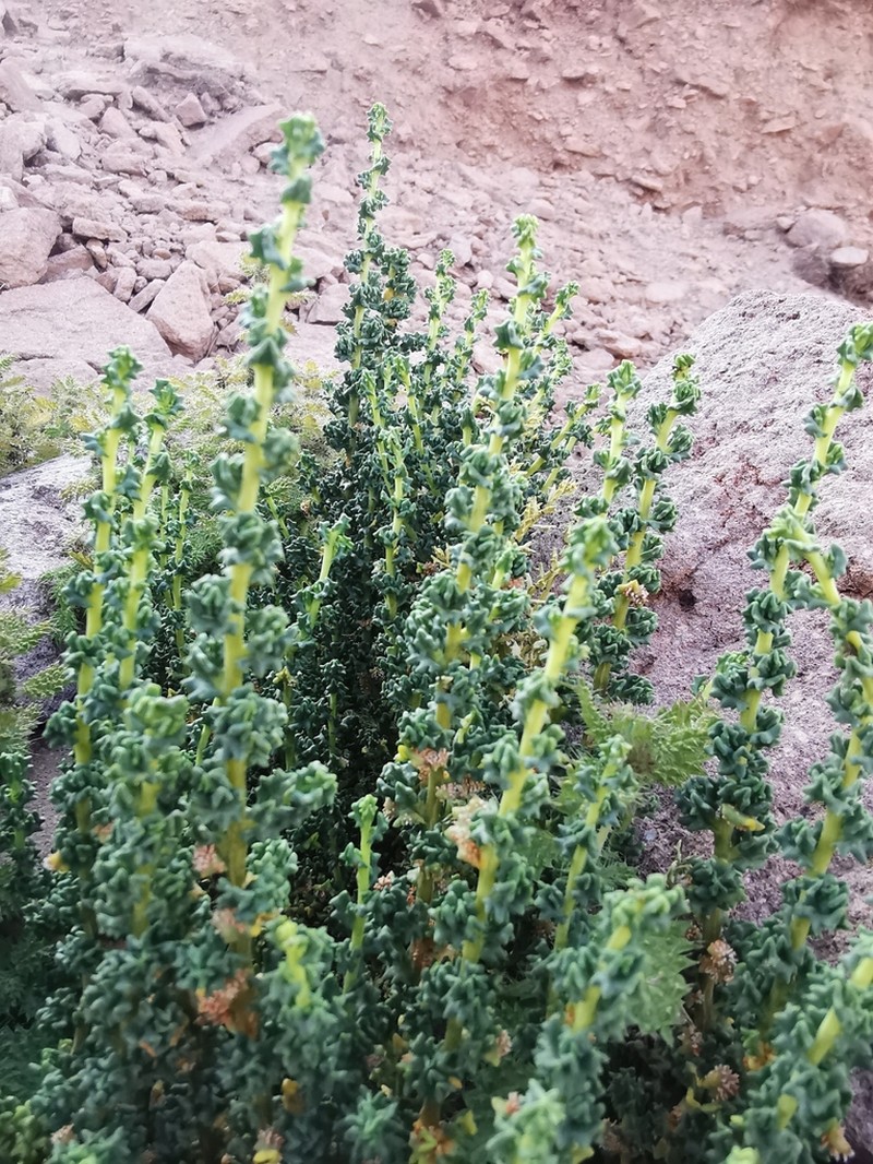 Senecio nutans photo 4