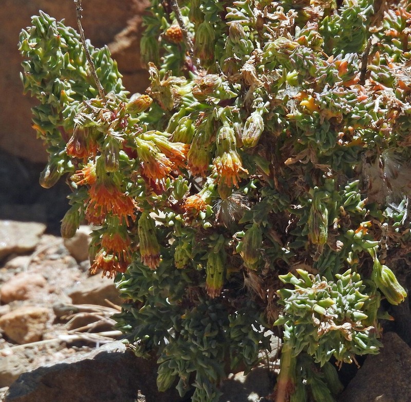 Senecio nutans photo 5
