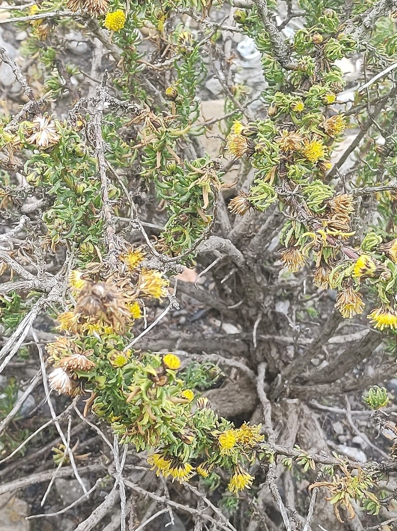 Senecio nutans photo 6