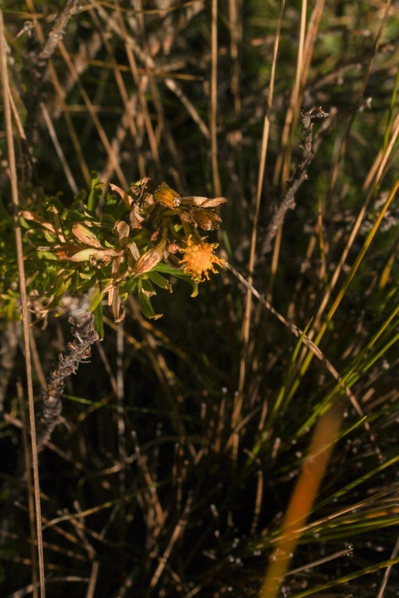 Senecio nutans photo 7