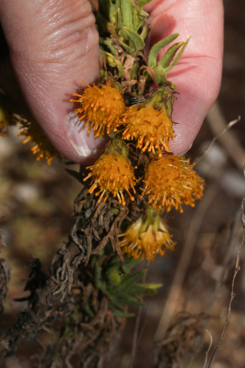 Senecio nutans photo 8