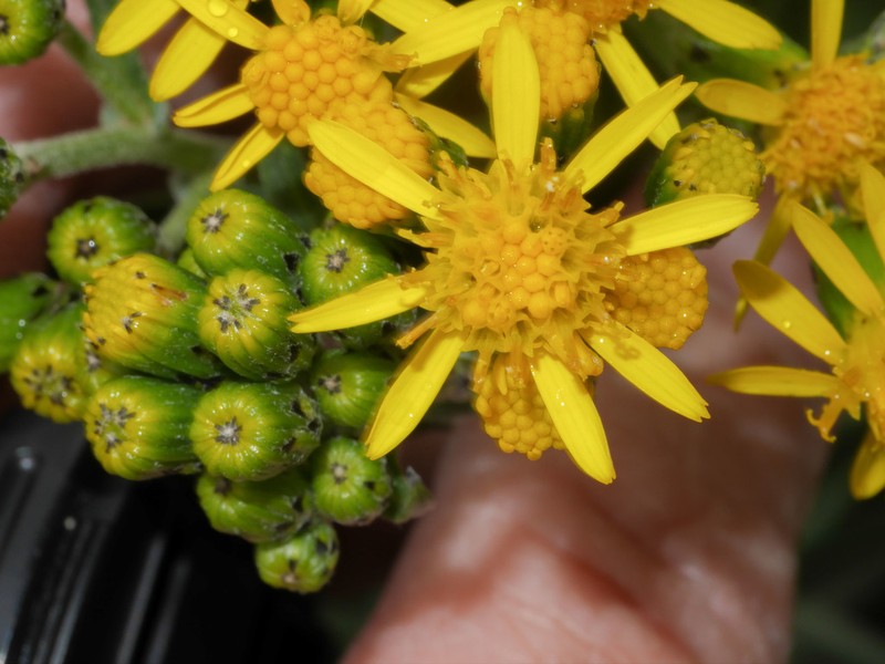 Senecio ochoanus
