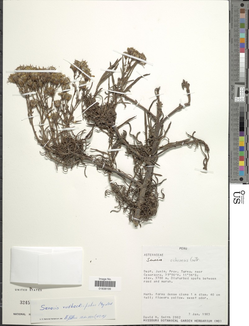 Senecio ochoanus photo 2