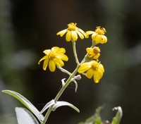 Senecio ochrocarpus