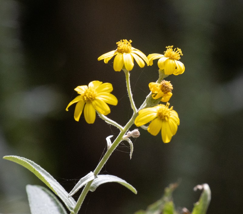 Senecio ochrocarpus