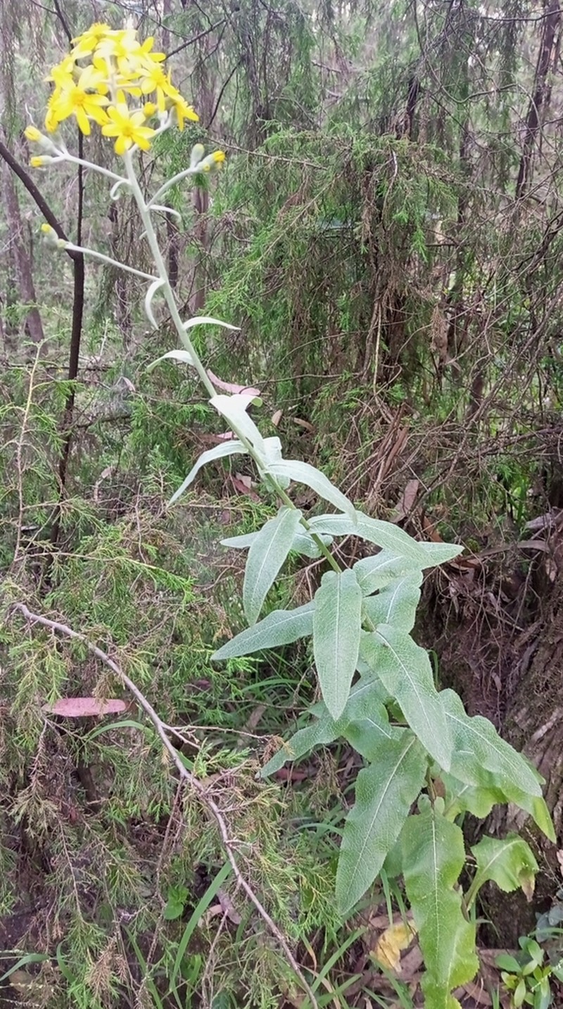 Senecio ochrocarpus photo 2