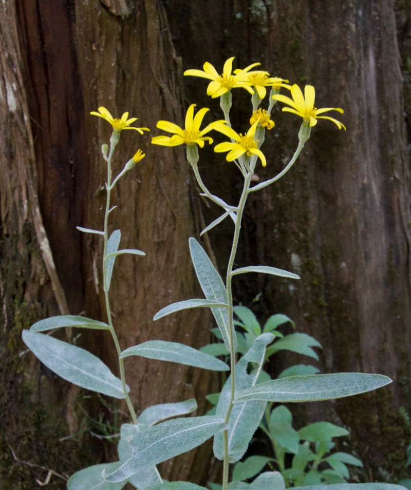 Senecio ochrocarpus photo 3