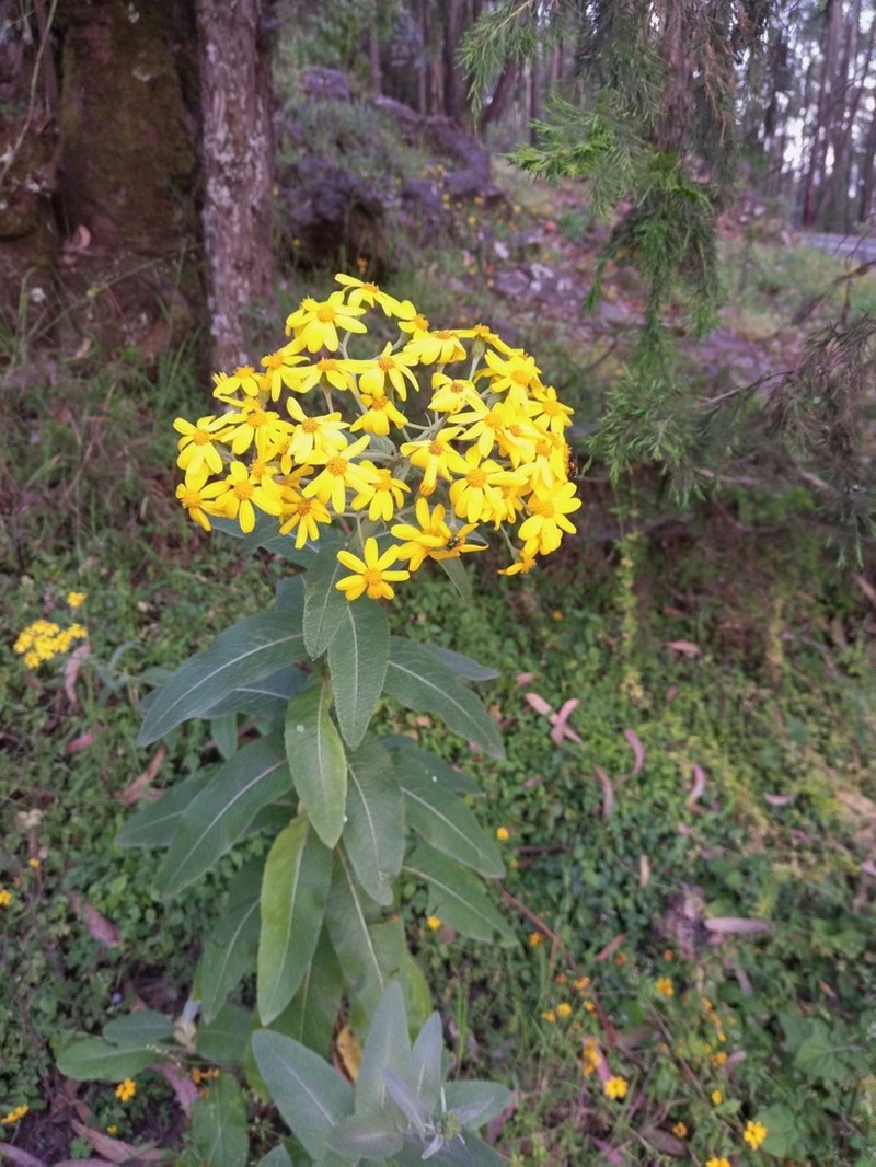 Senecio ochrocarpus photo 4