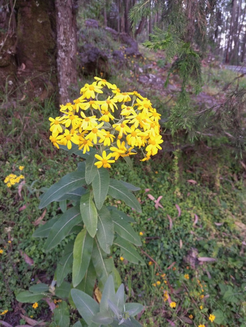 Senecio ochrocarpus photo 5