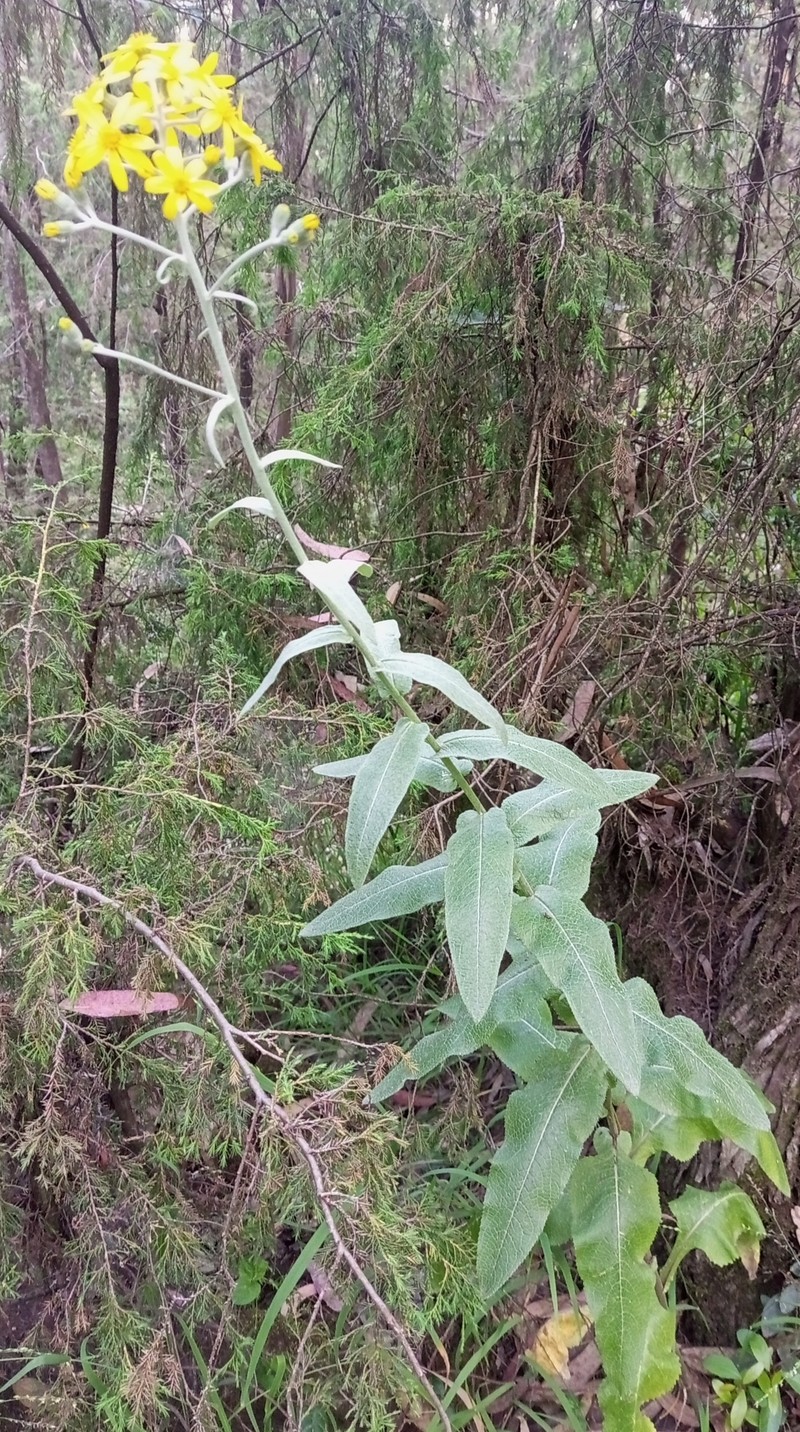 Senecio ochrocarpus photo 6
