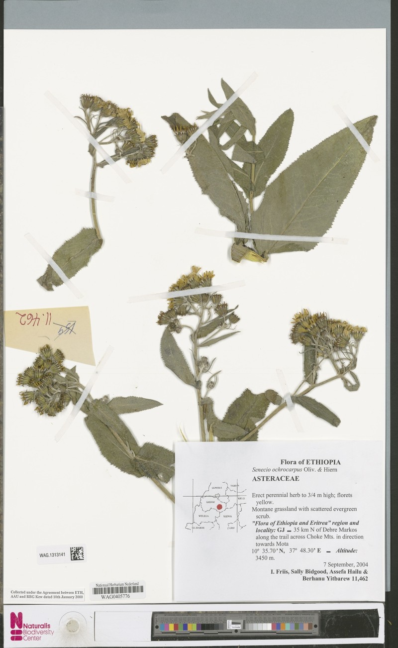 Senecio ochrocarpus photo 8
