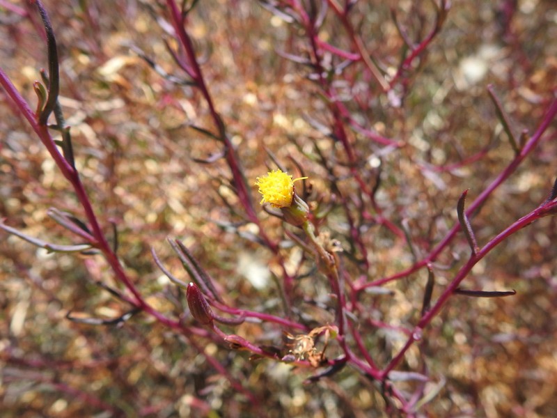 Senecio octolepis